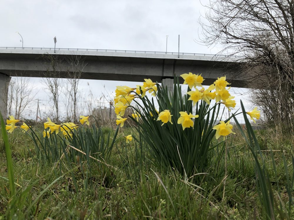 March Daffodils